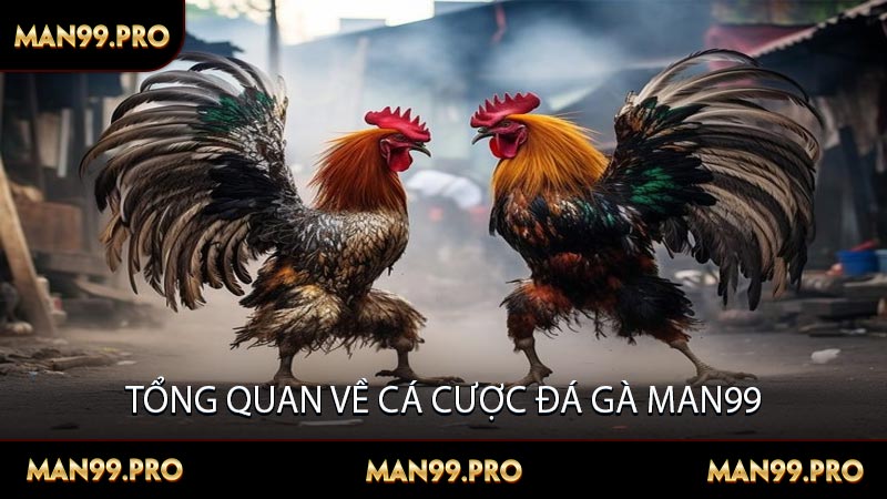 Tổng quan về cá cược đá gà Man99